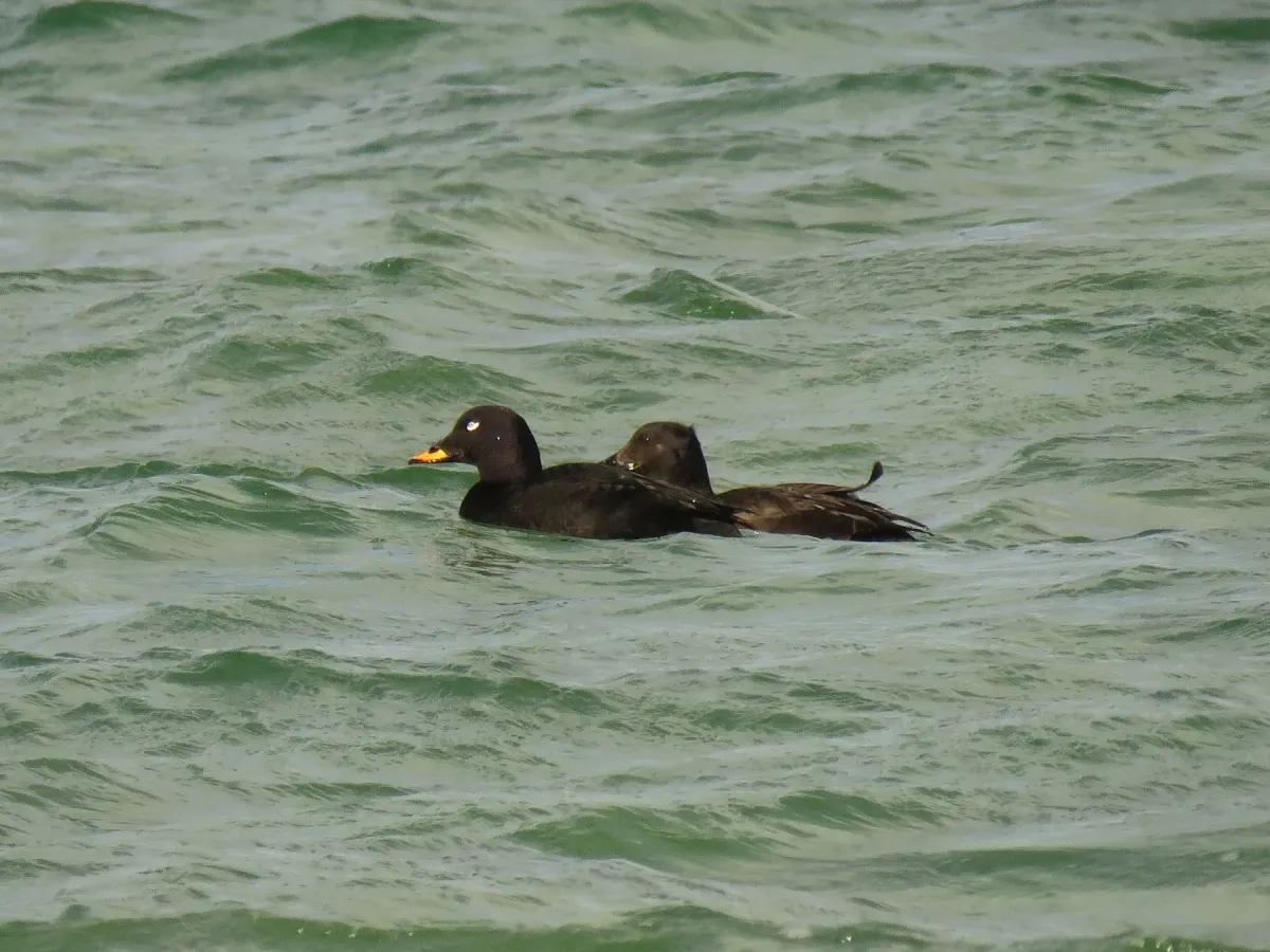 File:Melanitta fusca (25611567557).jpg