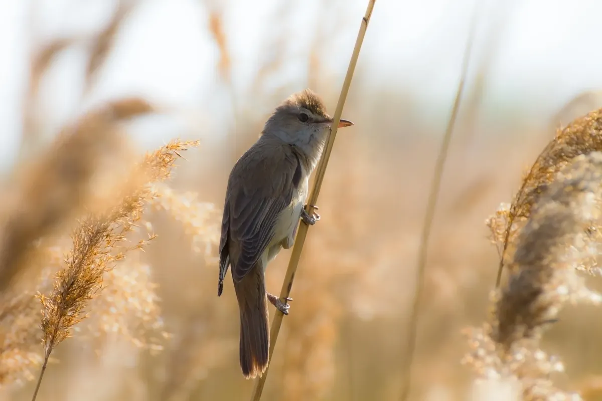 File:Очеретянка велика (англ. Great Reed Warbler; лат. Acrocephalus arundinaceus).jpg