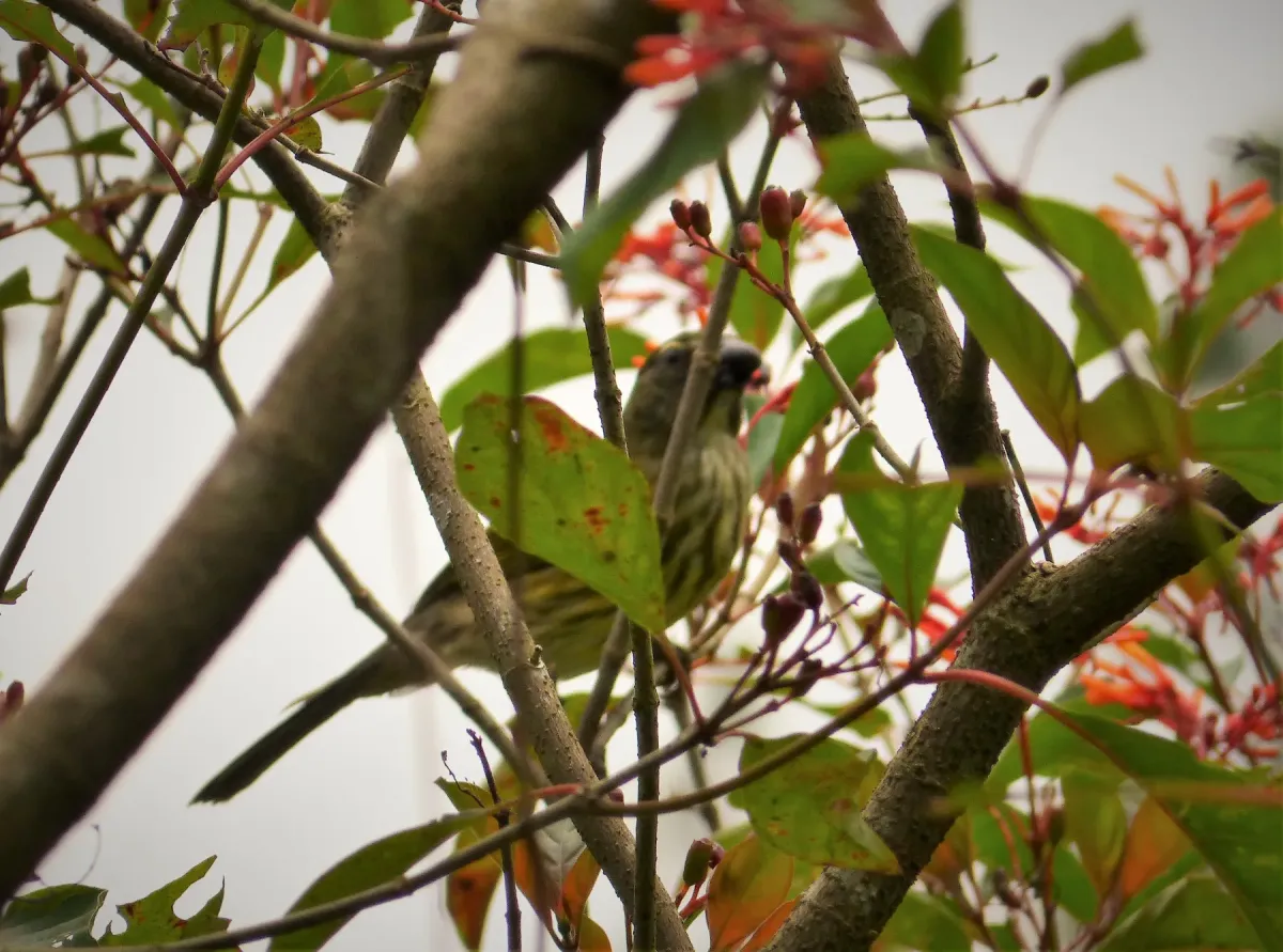 File:Streaked Saltator. Saltator striatipectus - Flickr - gailhampshire.jpg