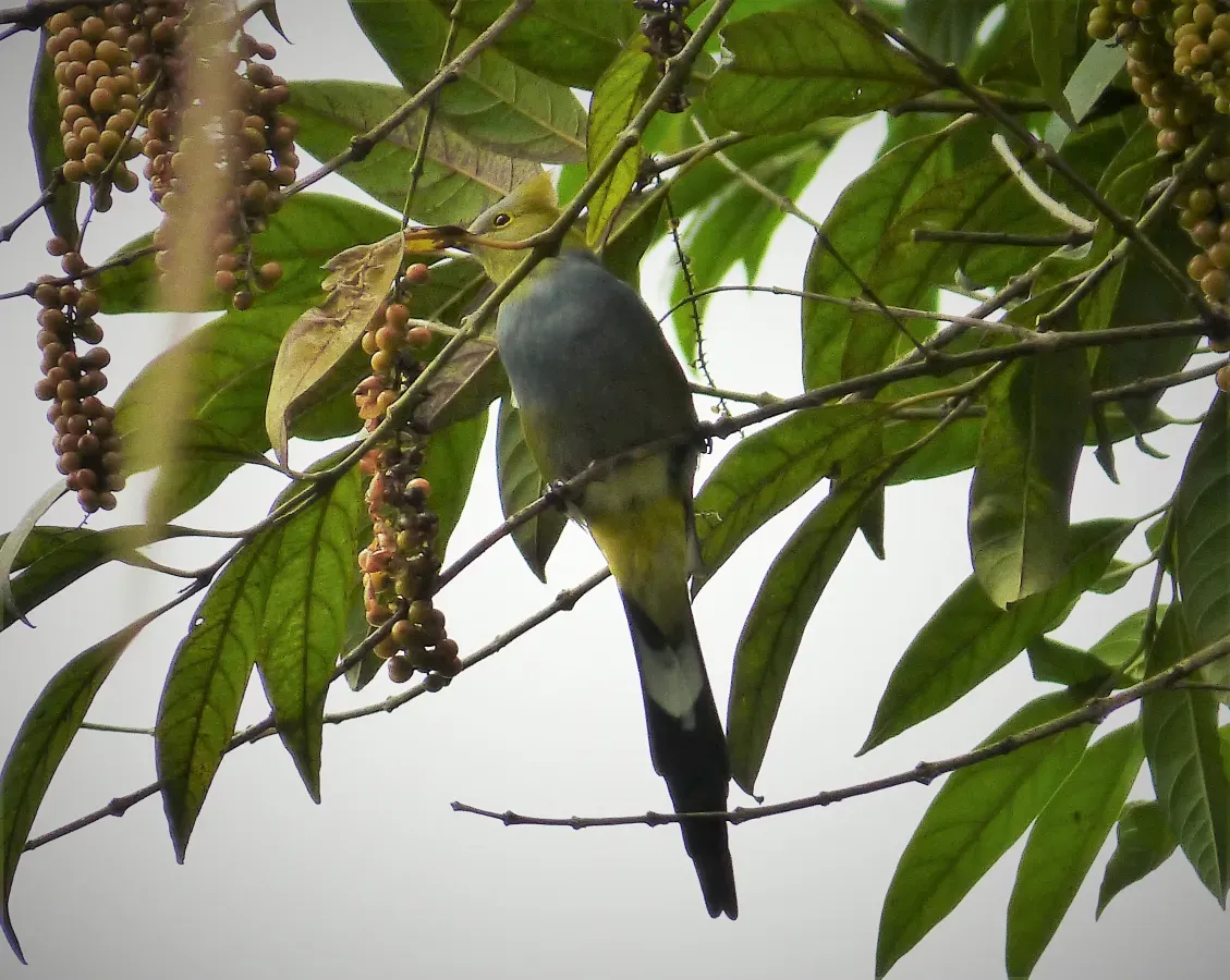 File:Long-tailed Silky-flycatcher Ptiliogonys caudatus - Flickr - gailhampshire (2).jpg