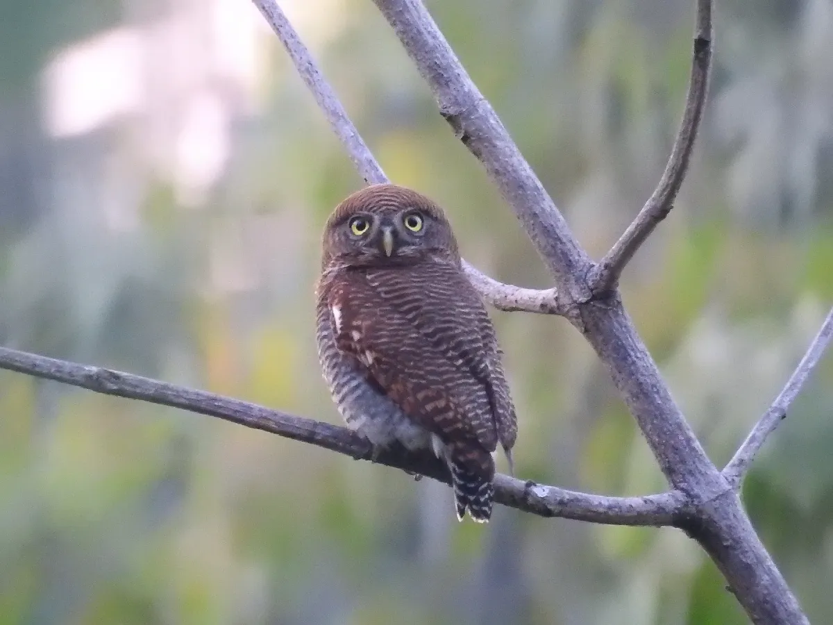 File:Jungle owlet(Glaucidium radiatum).jpg