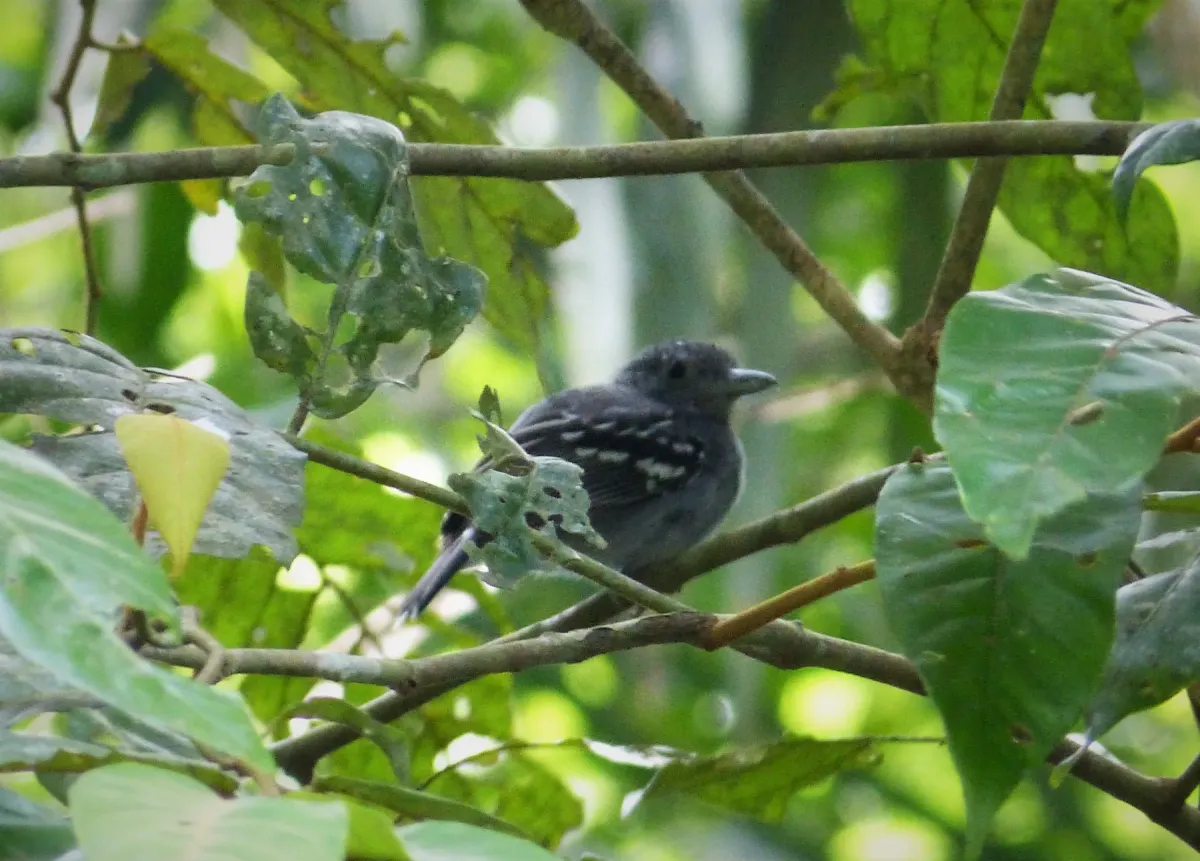 File:Fasciated Antshrike. Cymbilaimus lineatus - Flickr - gailhampshire.jpg