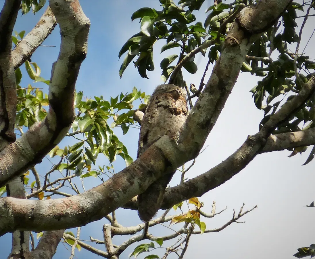 File:Great Potoo. Nyctibius grandis - Flickr - gailhampshire.jpg