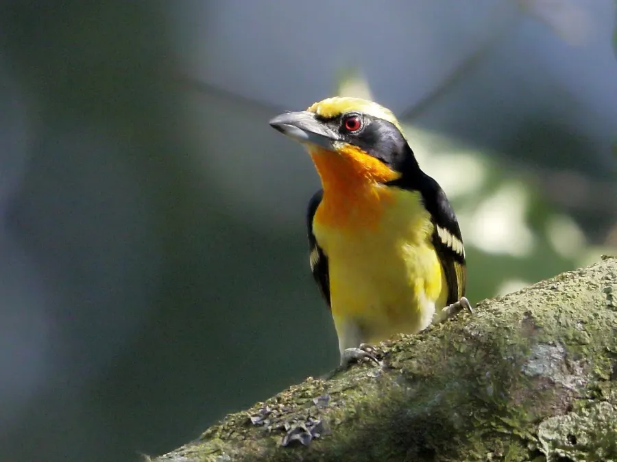 File:Capito auratus - Gilded barbet (male); Rio Branco, Acre, Brazil.jpg
