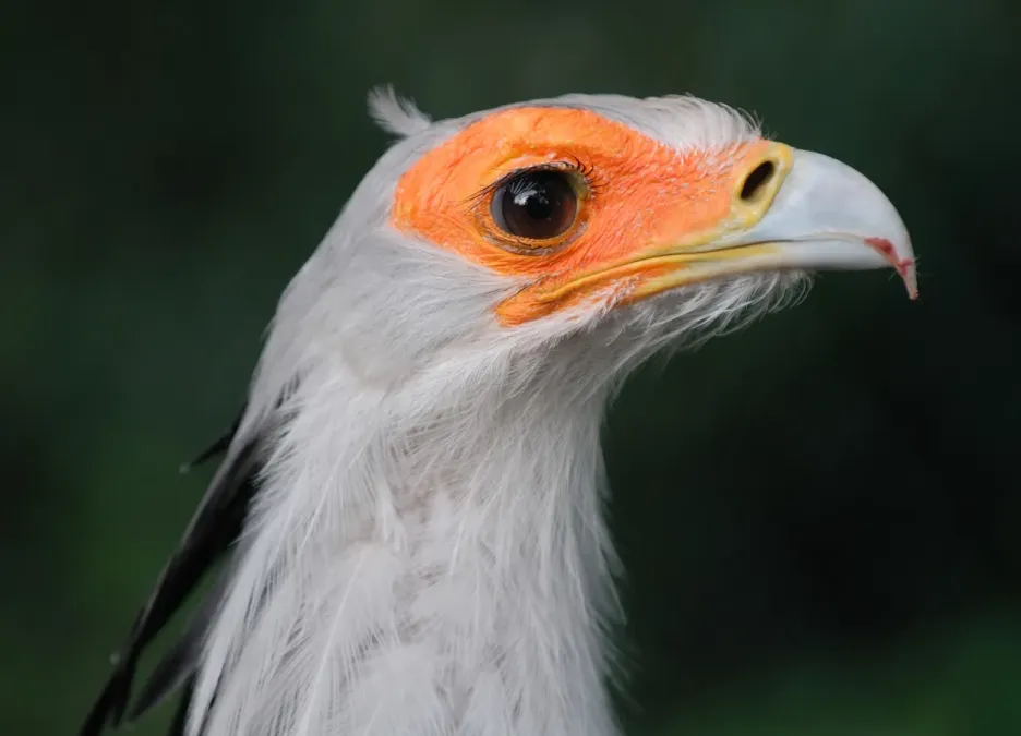 File:Sagittarius serpentarius (Tierpark Berlin, 2008).jpg