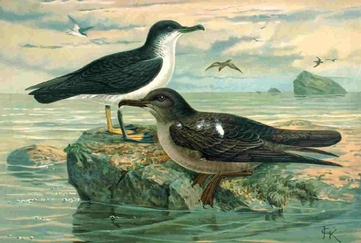 File:P puffinus griseus.jpg