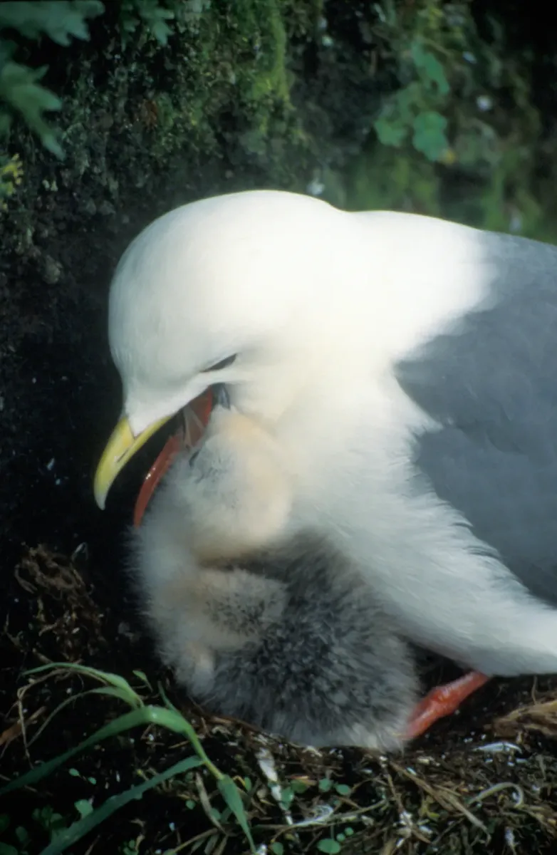 File:Rissa brevirostris8.jpg