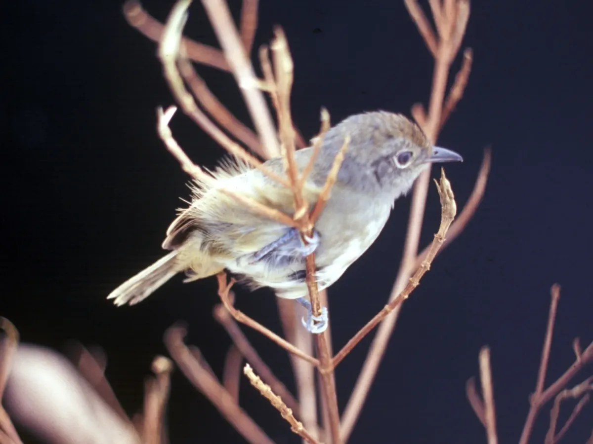 File:Dysithamnus mentalis - Ecuador2.jpg