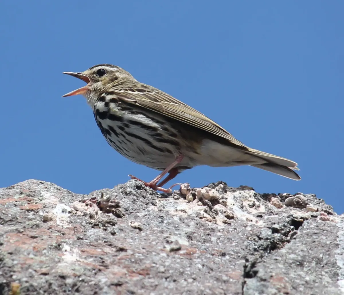File:Anthus hodgsoni (singing s2).jpg