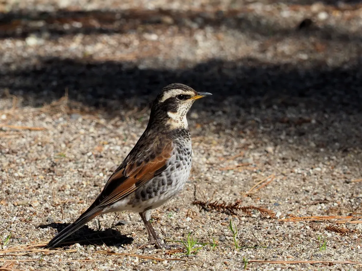 File:Dusky Thrush Turdus Eunomus ツグミ (246082897).jpeg