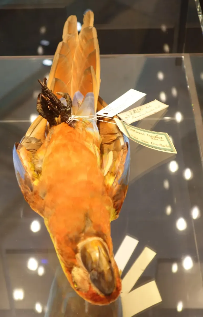 File:Ara tricolor Berlin 3.jpg