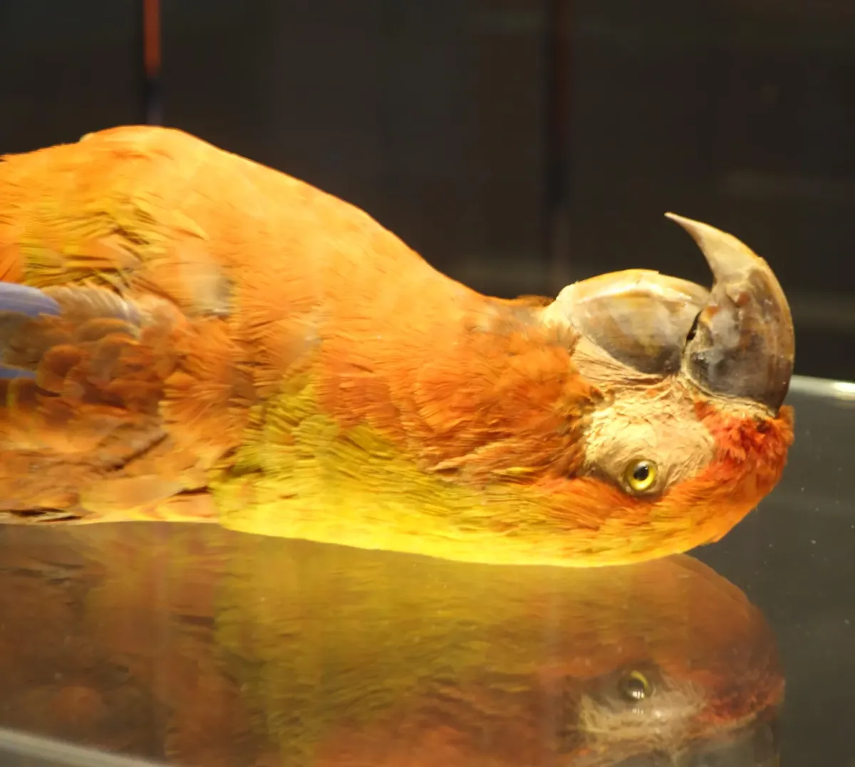 File:Ara tricolor Berlin 4.jpg