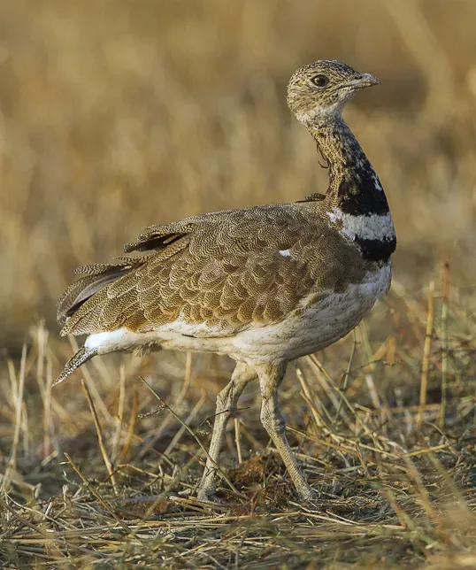 File:Little Bustard (Tetrax tetrax), Castuera, Extremadura, Spain.jpg