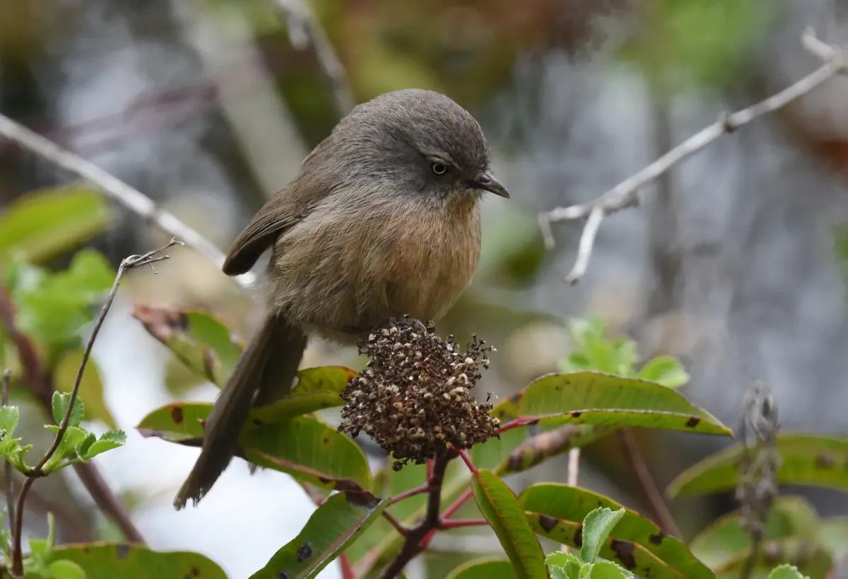 File:Chamaea fasciata, San Diego 3.jpg