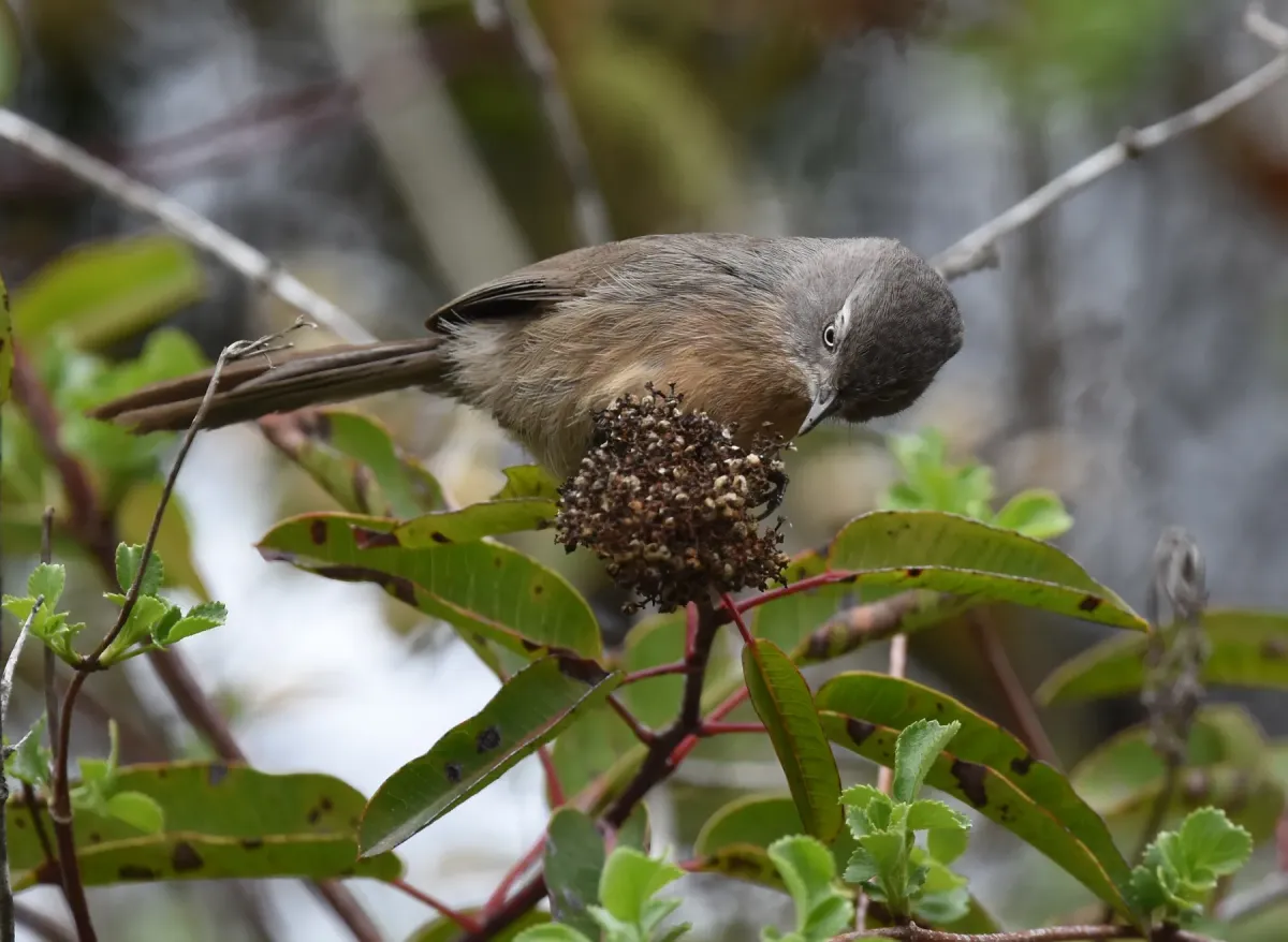 File:Chamaea fasciata, San Diego 4.jpg