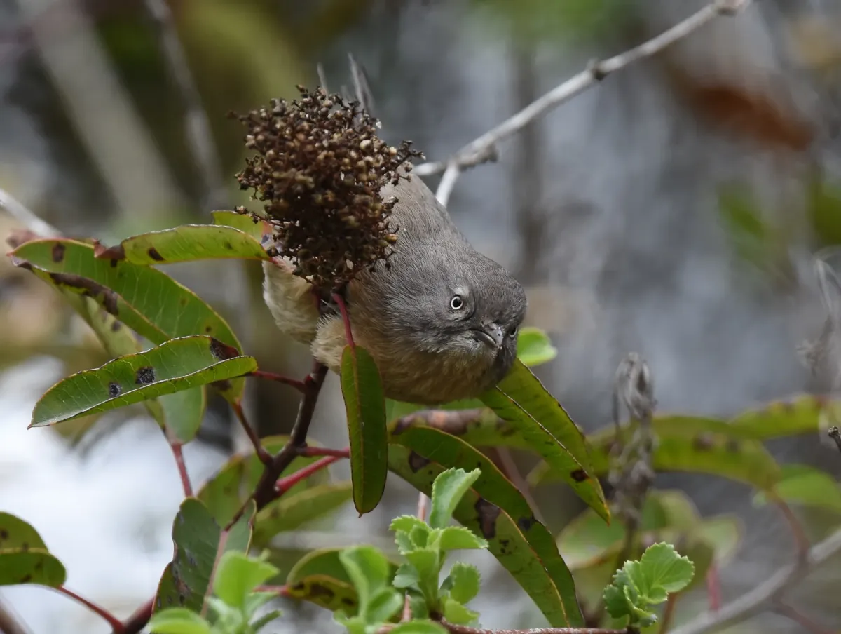 File:Chamaea fasciata, San Diego 9.jpg