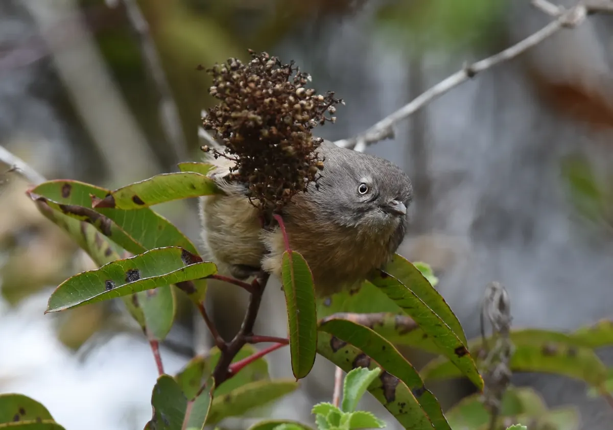 File:Chamaea fasciata, San Diego 10.jpg