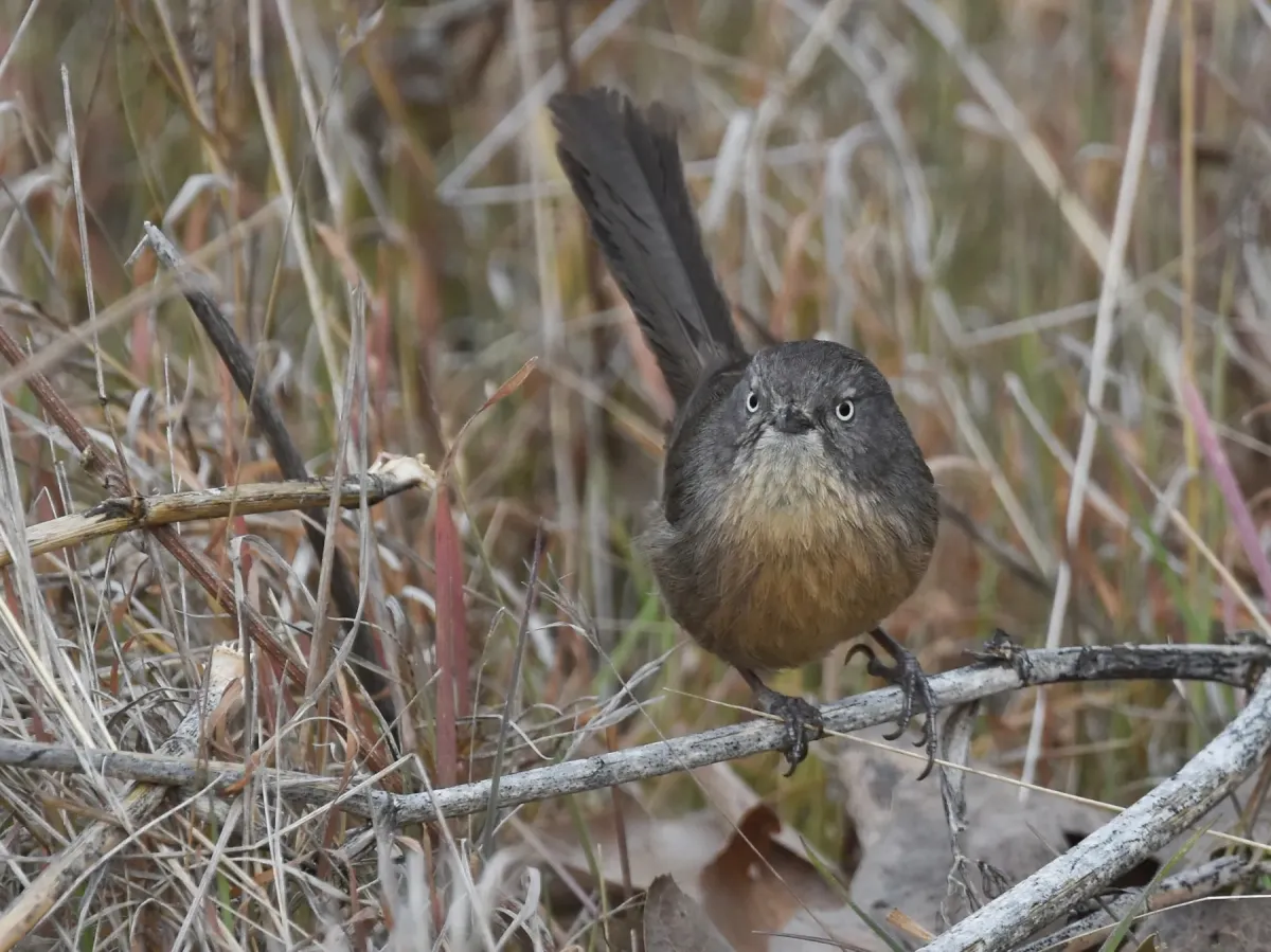 File:Chamaea fasciata, San Diego 18.jpg