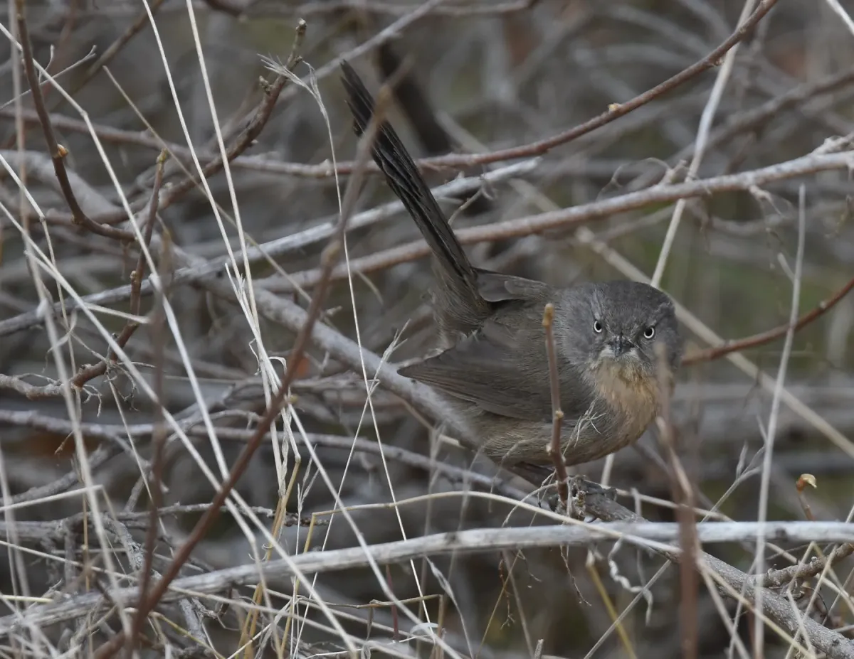 File:Chamaea fasciata, San Diego 21.jpg
