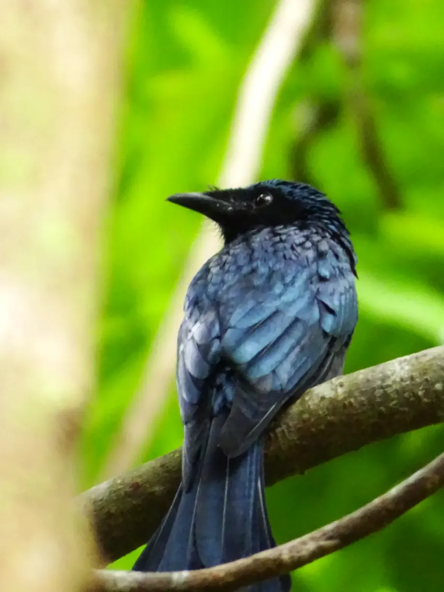 File:Dicrurus aeneus, Bronzed drongo. 3.jpg