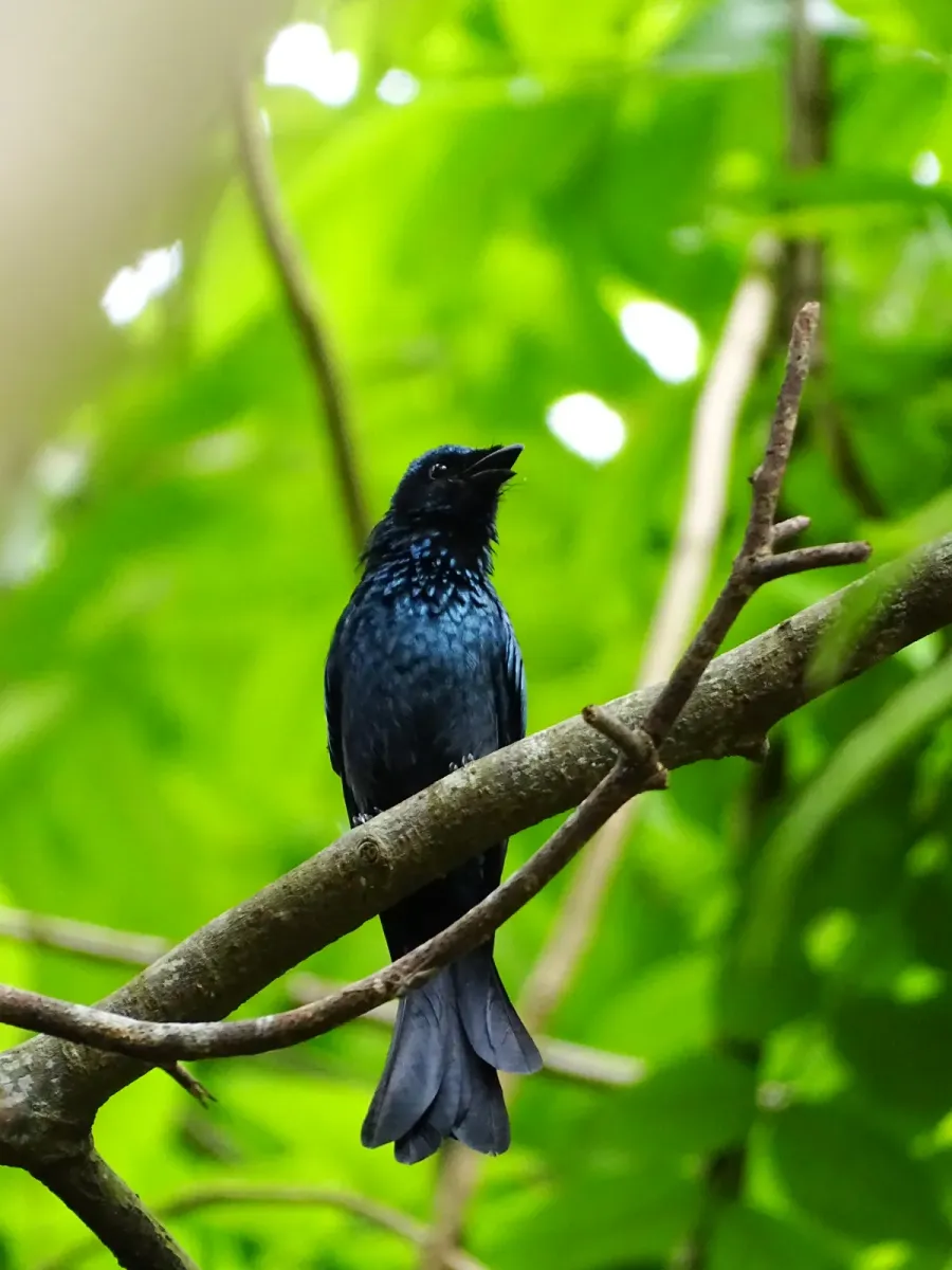 File:Dicrurus aeneus, Bronzed drongo. 5.jpg
