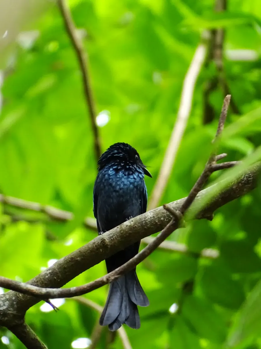 File:Dicrurus aeneus, Bronzed drongo. 6.jpg
