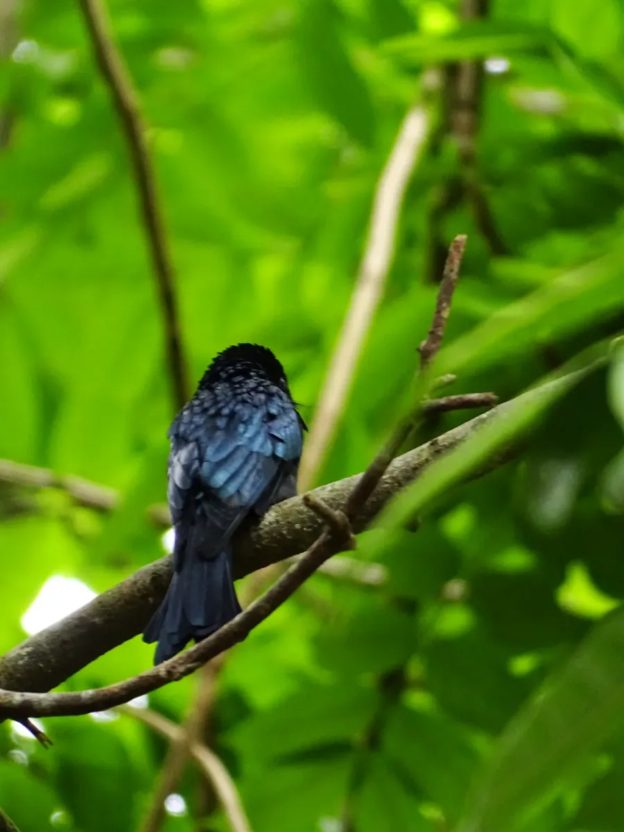 File:Dicrurus aeneus, Bronzed drongo. 7.jpg