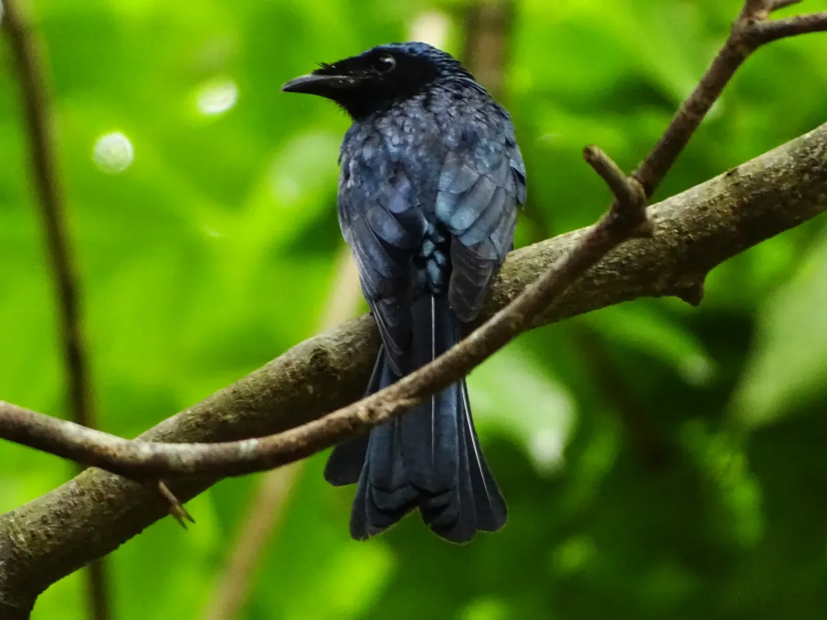 File:Dicrurus aeneus, Bronzed drongo. 8.jpg