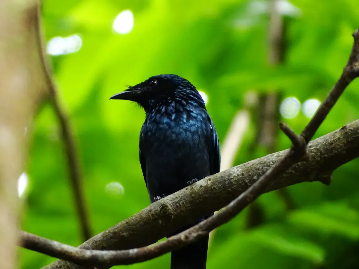 File:Dicrurus aeneus, Bronzed drongo. 9.jpg