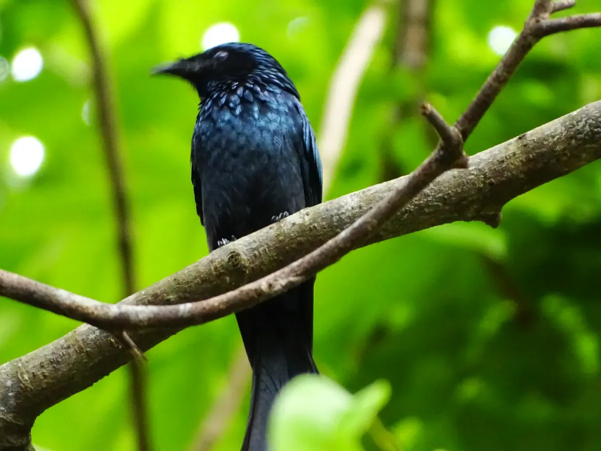 File:Dicrurus aeneus, Bronzed drongo. 10.jpg
