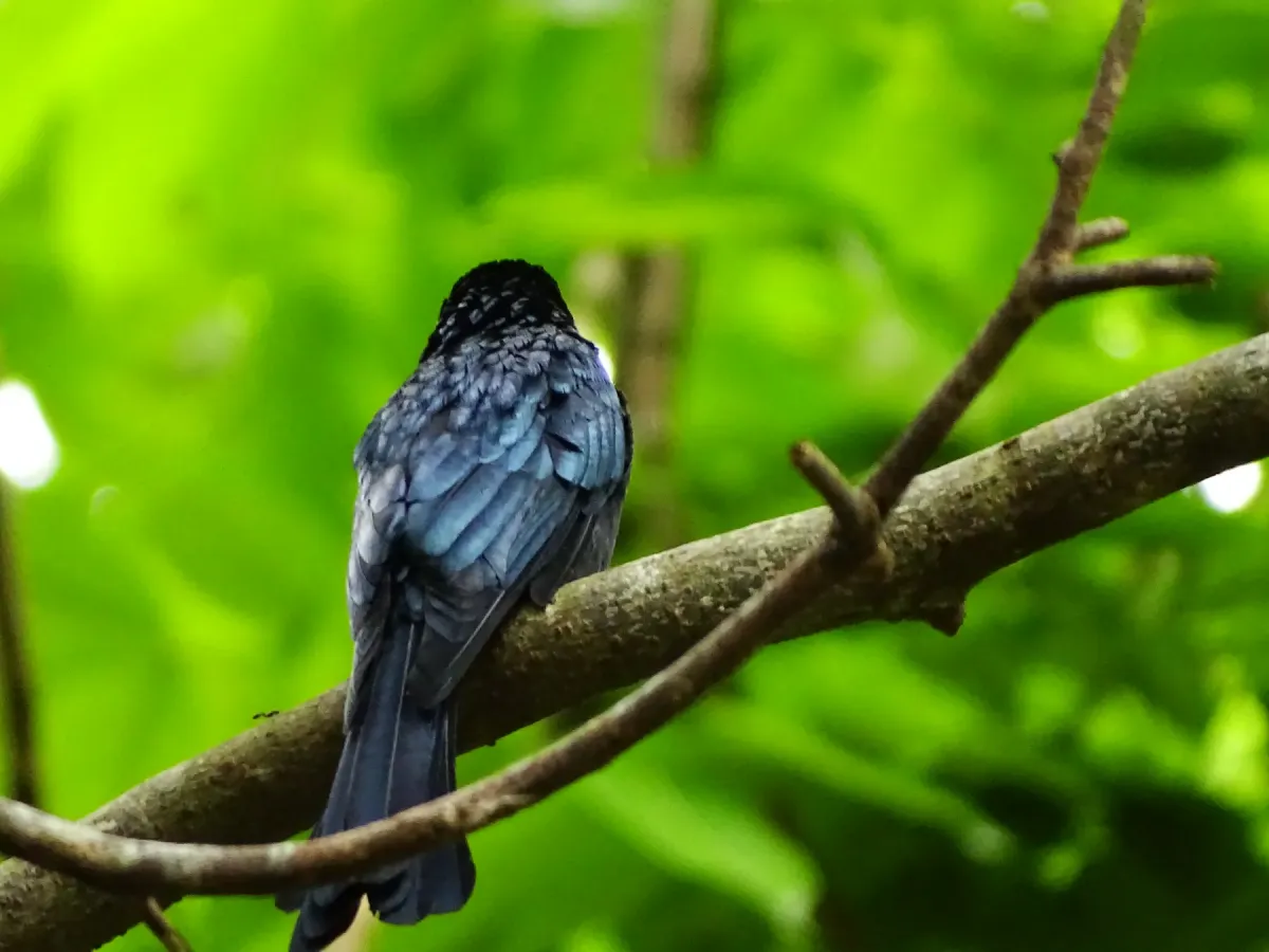 File:Dicrurus aeneus, Bronzed drongo. 12.jpg