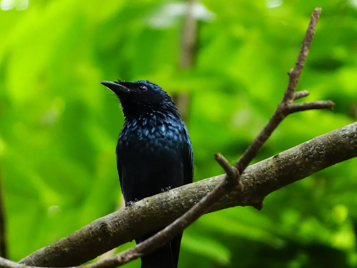 File:Dicrurus aeneus, Bronzed drongo. 13.jpg