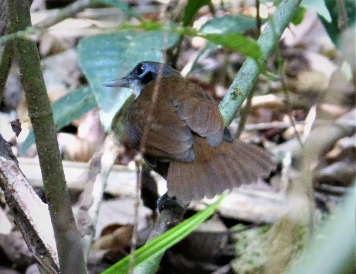 File:Bicolored Antbird Gymnopithys bicolor (43277791031).jpg