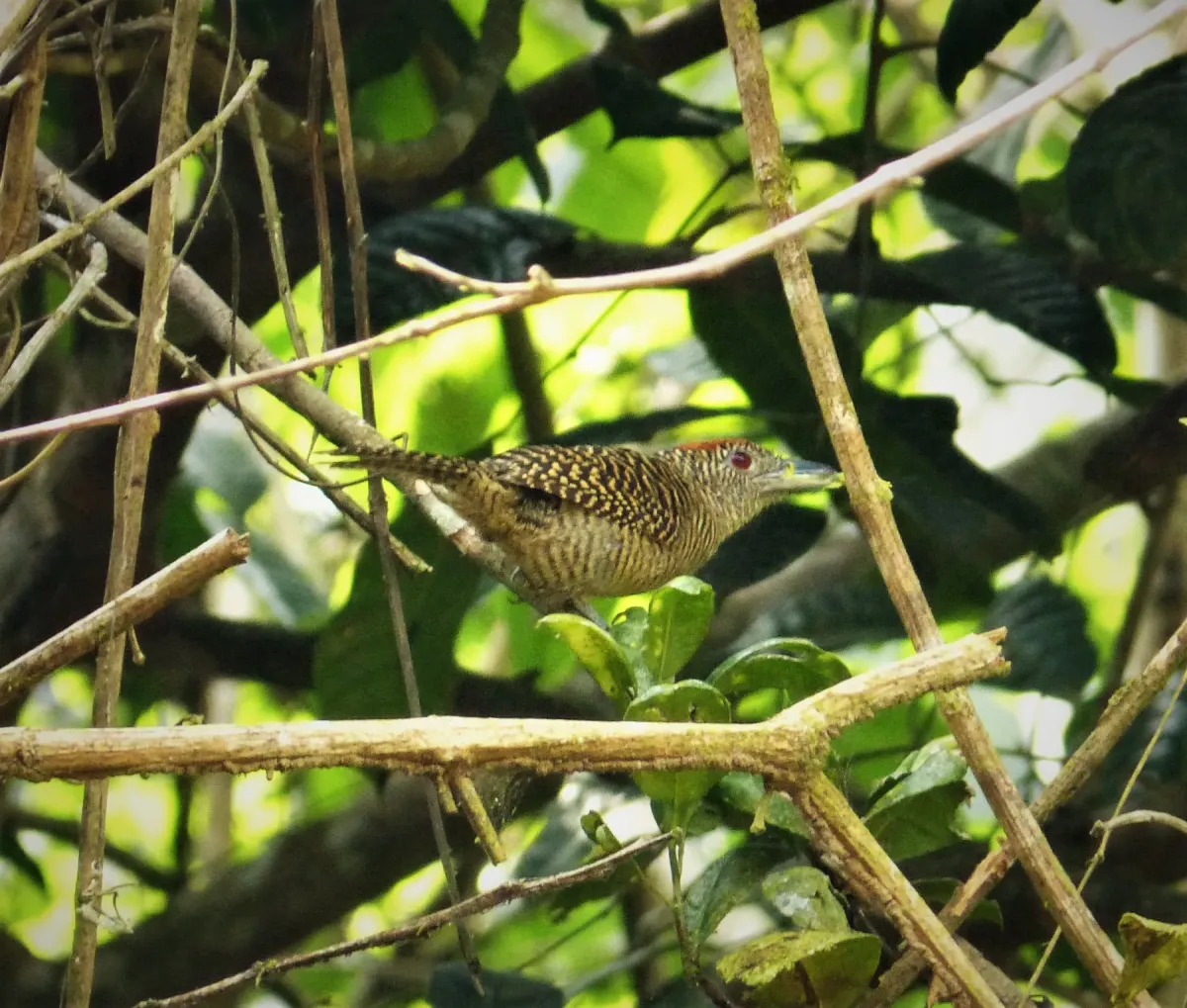 File:Fasciated Antshrike Cymbilaimus lineatus (41953487095).jpg