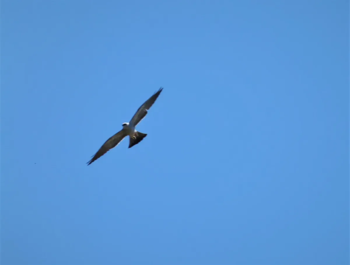 File:Mississippi Kite Ictinia mississippiensis (38890320071).jpg