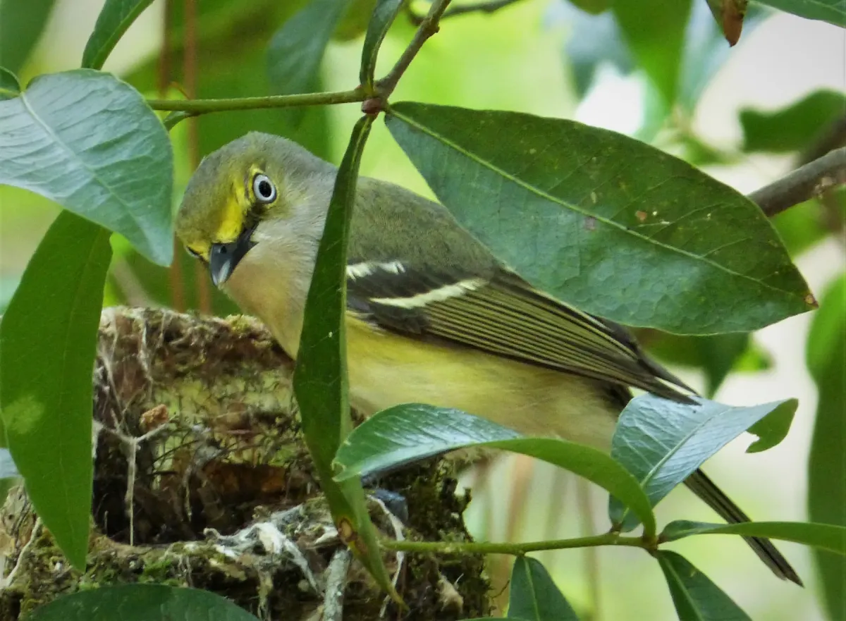 File:White-eyed Vireo. Vireo griseus (26616513749).jpg