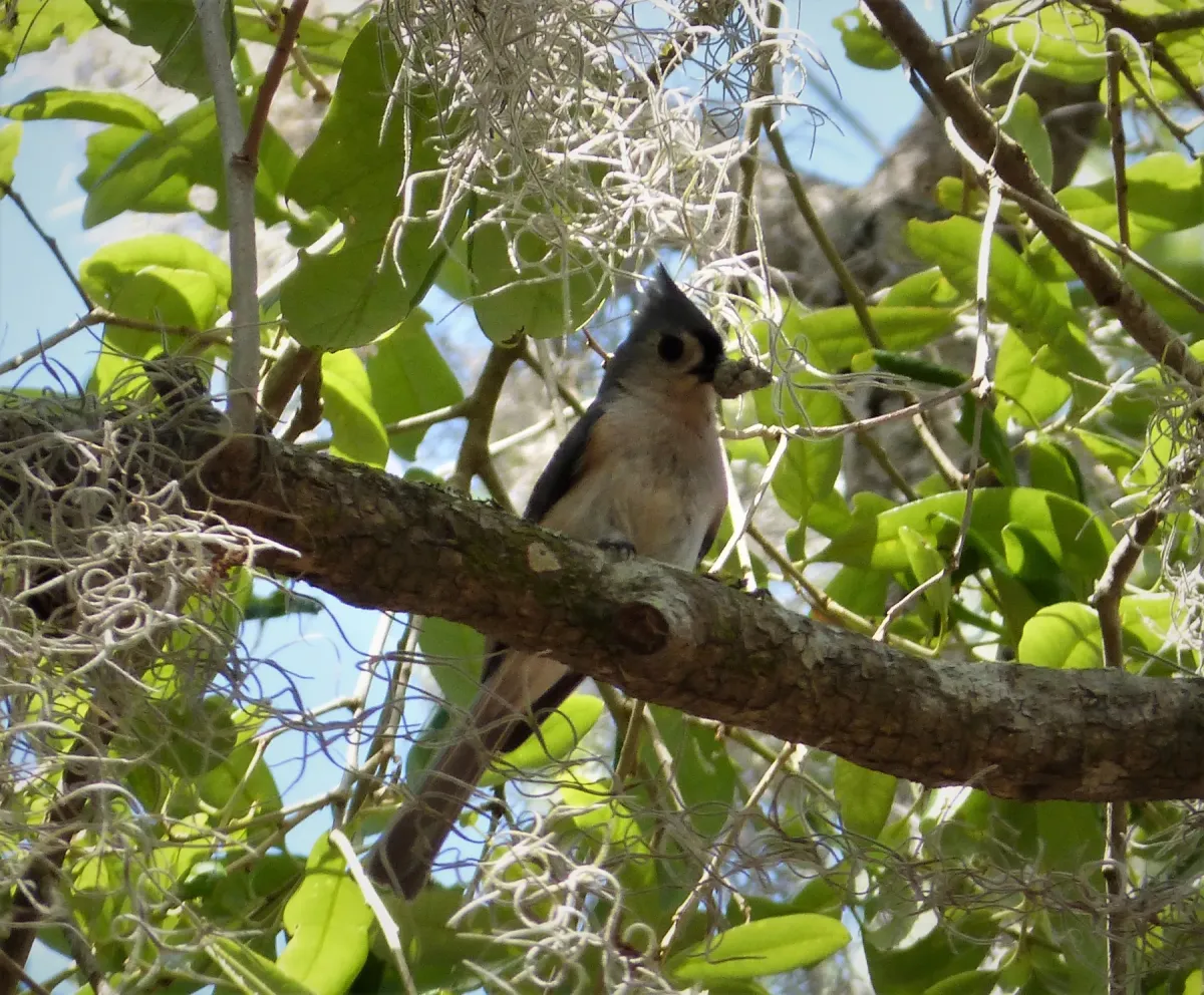 File:Tufted Titmouse. Baeolophus bicolor (38337201606).jpg