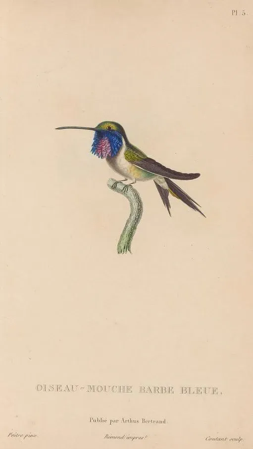 File:Calothorax lucifer.jpg