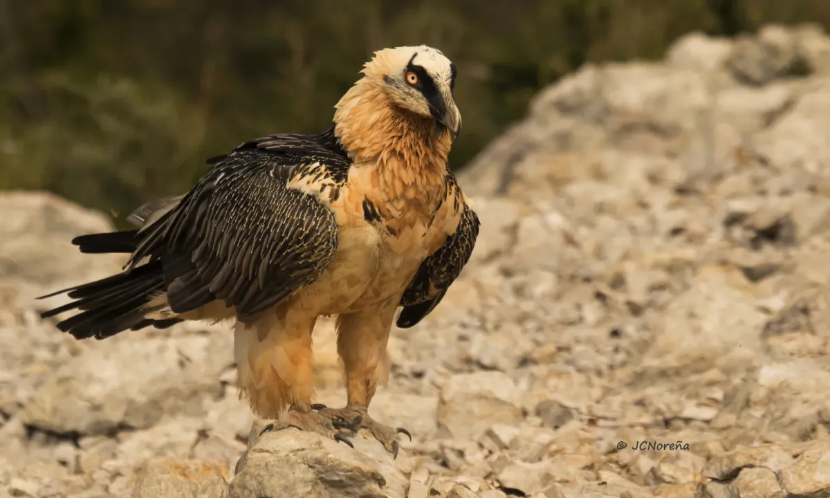 File:Quebrantahuesos (Gypaetus barbatus) Bearded Vulture.jpg
