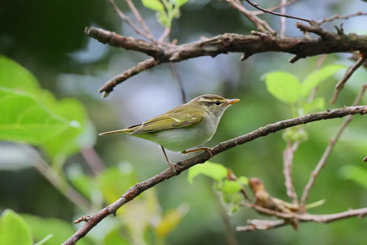 File:Phylloscopus plumbeitarsus 1.jpg