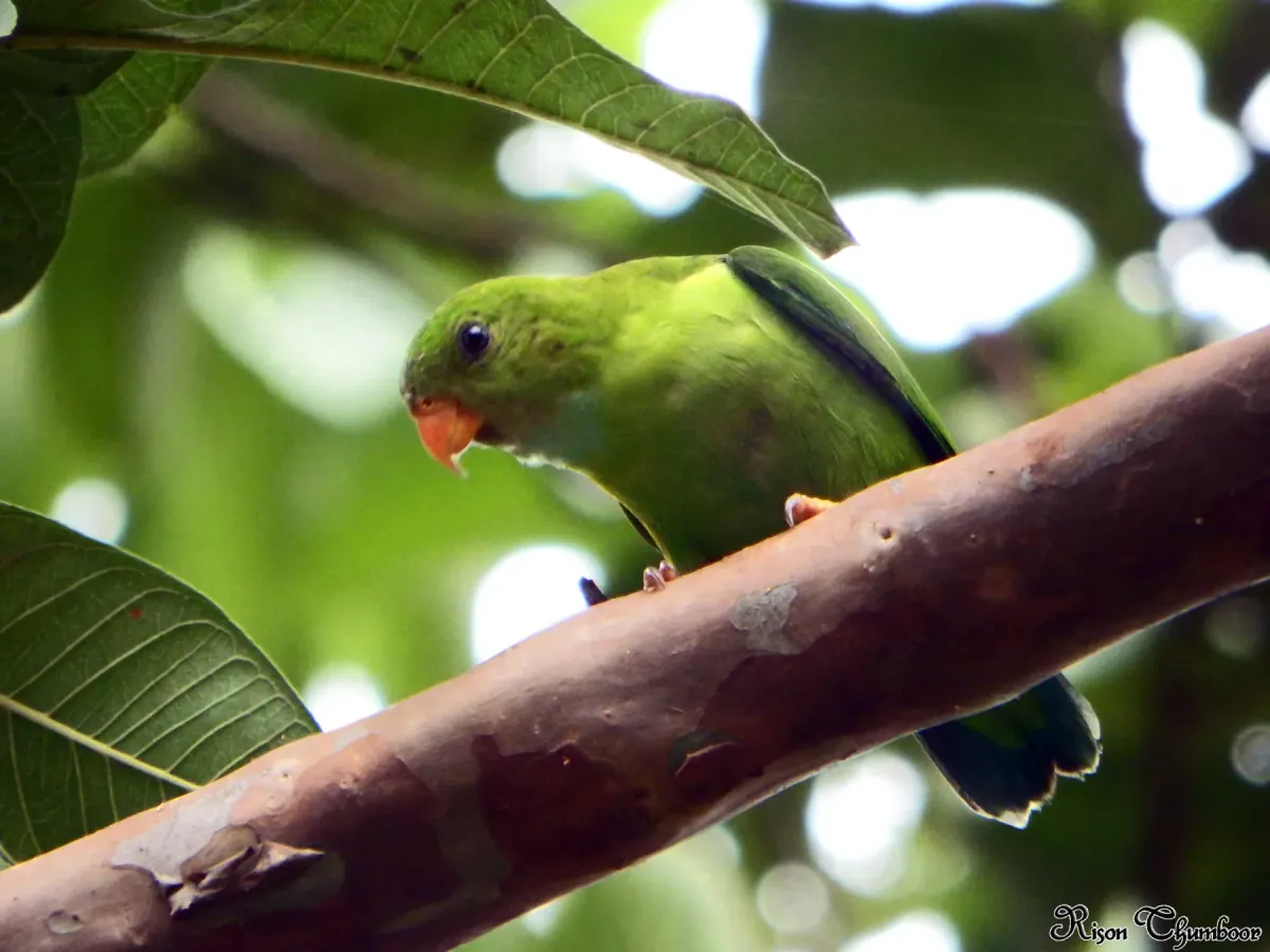 File:Vernal hanging parrot (Loriculus vernalis) (21217671029).jpg