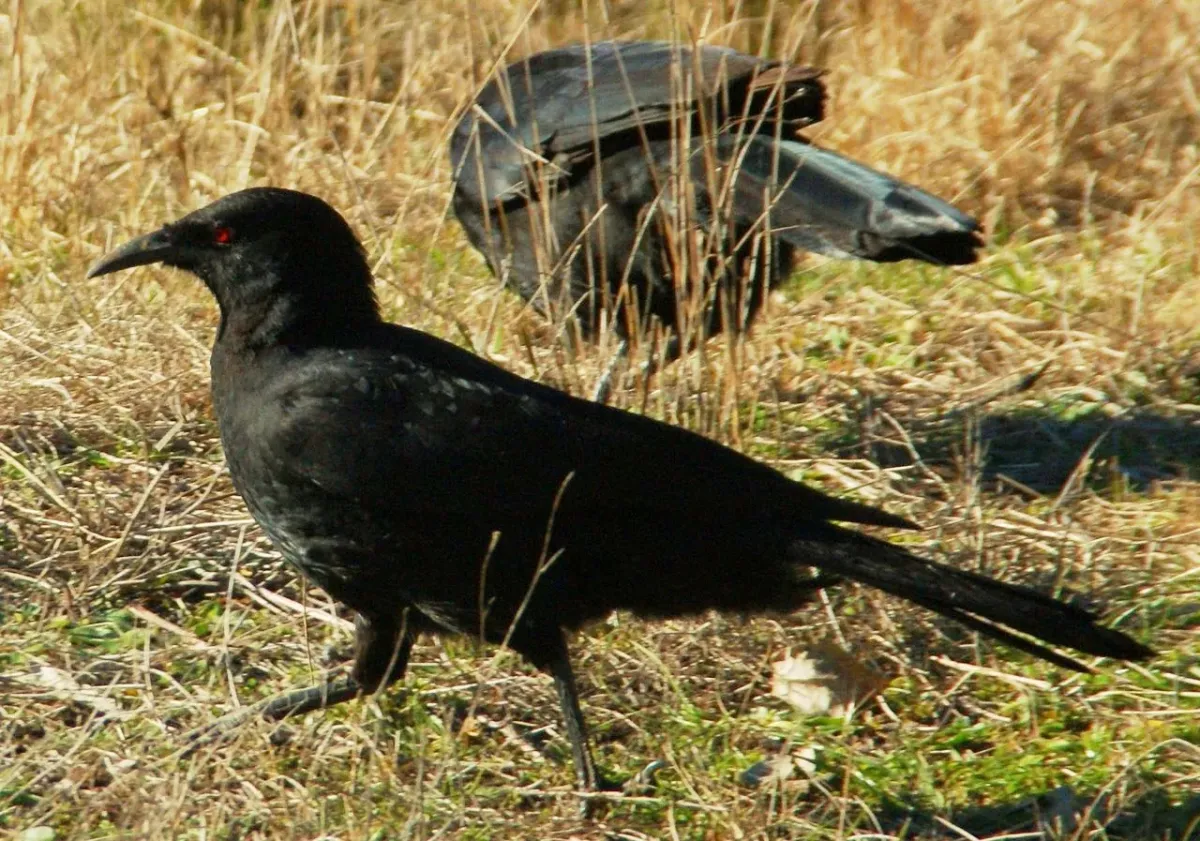 File:Corcorax melanorhamphos -Australia -walking-8.jpg