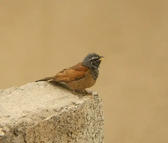 File:Emberiza sahari 0.jpg