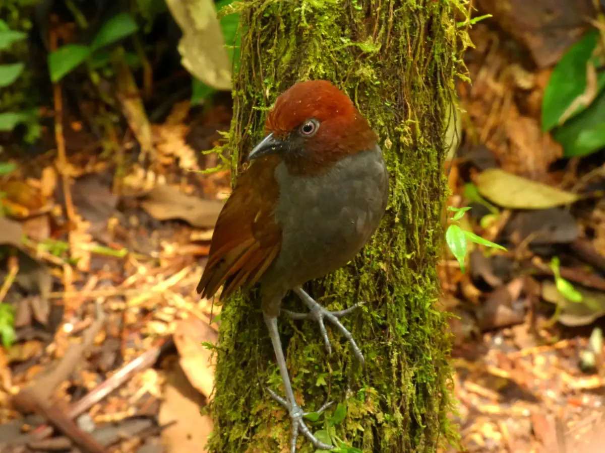 File:Grallaria nuchalis (Tororoi chusquero) (14052656092).jpg