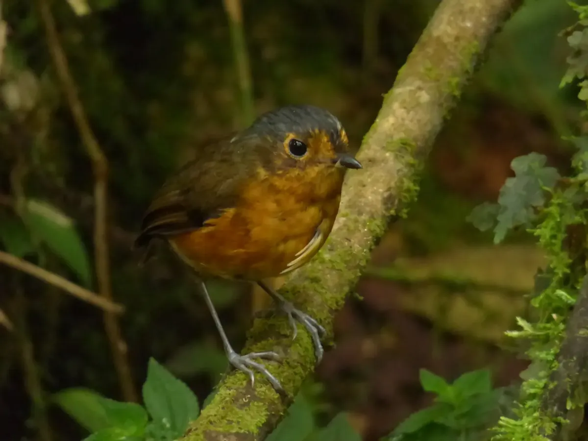 File:Grallaricula nana (Tororoi enano) (14056339304).jpg