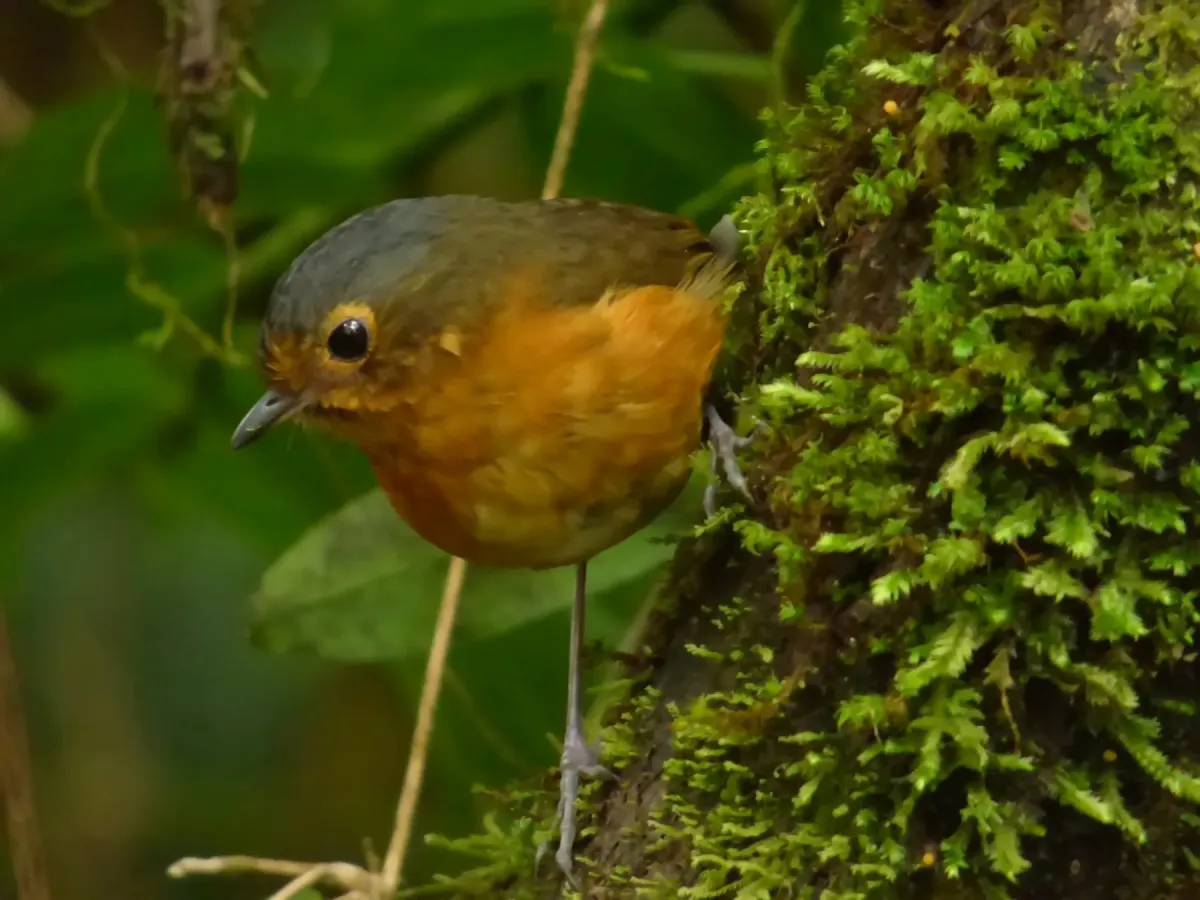 File:Grallaricula nana (Tororoi enano) (14056336874).jpg