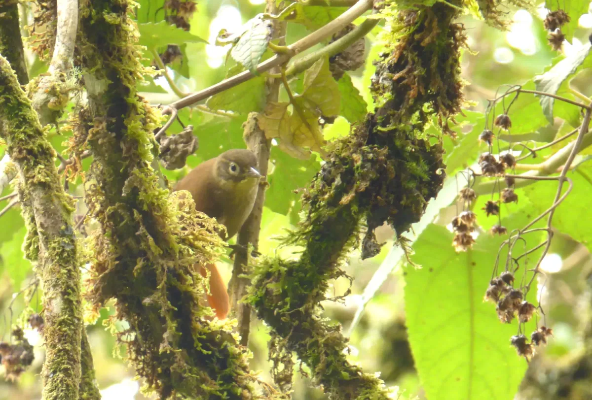File:Anabacerthia striaticollis (Hojarasquero montañero) (15721783434).jpg