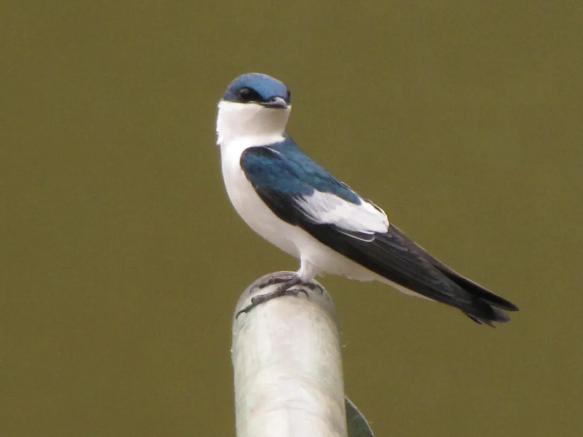 File:Tachycineta albiventer (5145728717).jpg