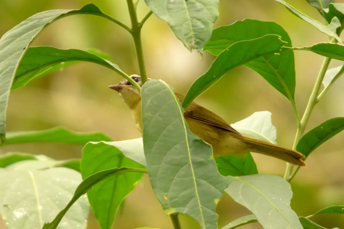 File:Basileuterus tristriatus (Arañero cabecilistado) (15006079257).jpg