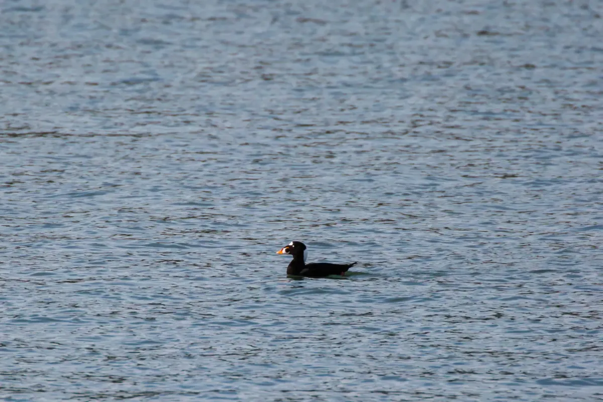 File:Melanitta perspicillata (30862075903).jpg